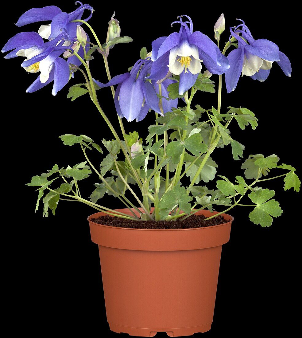 Aquilegia 'Spring Magic'® Navy & White