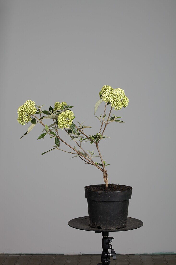 Viburnum bu anne russell