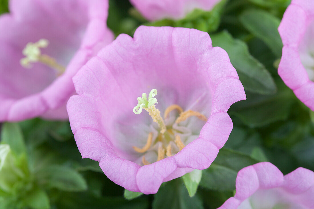 Campanula medium, pink