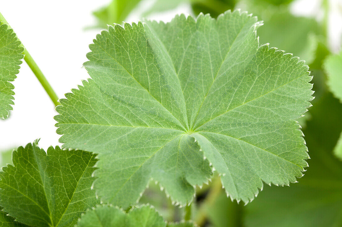 Alchemilla mollis