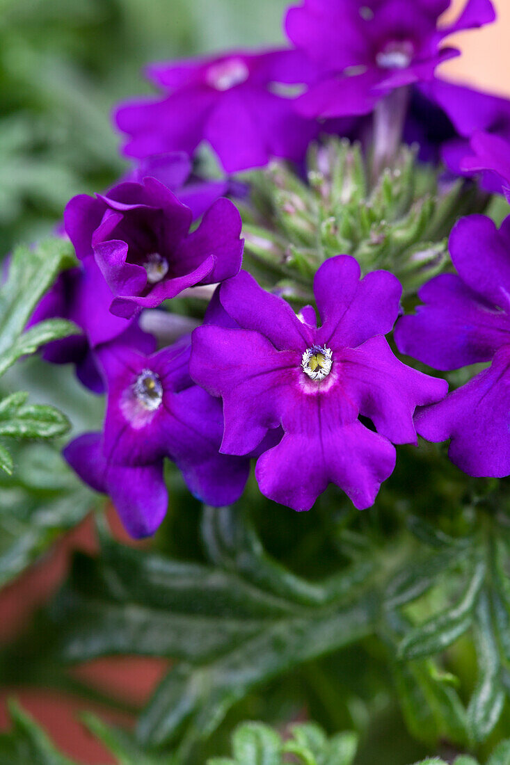 Verbena 'Vepita Blue Violet