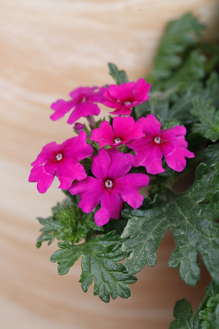 Verbena magelana hot rose