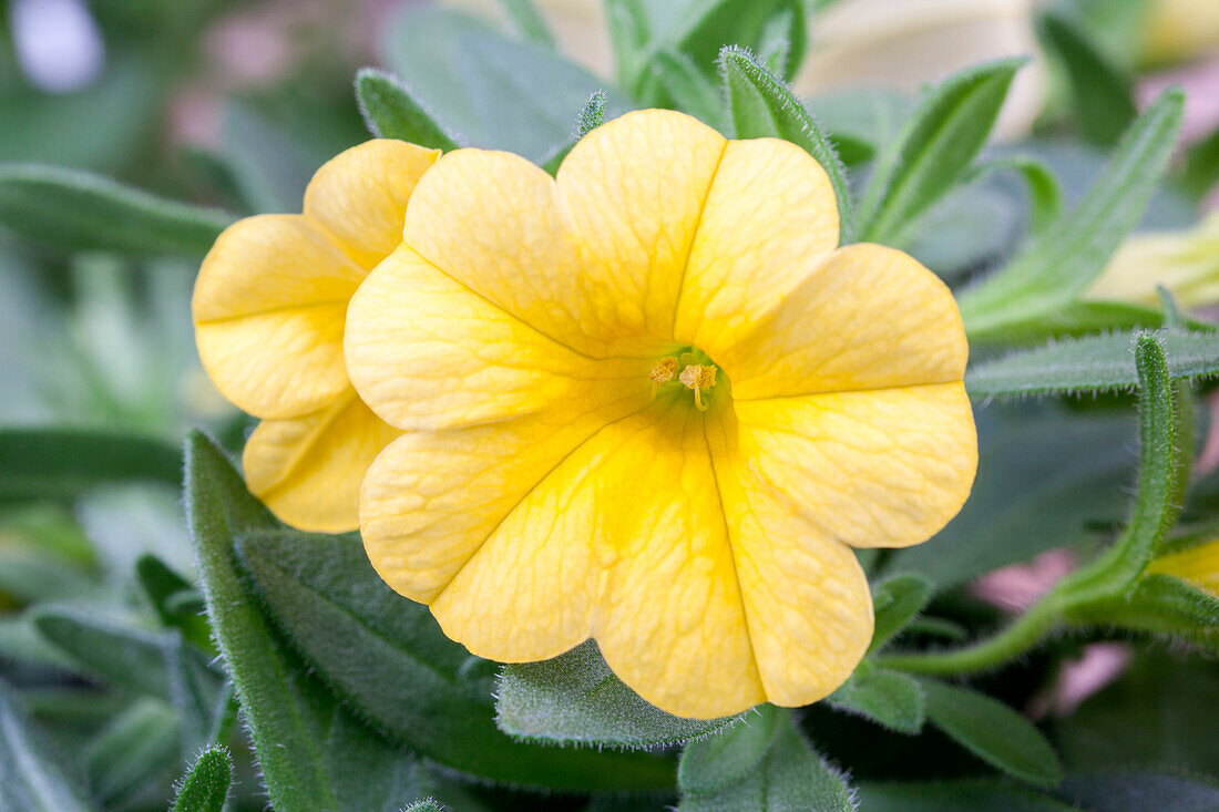 Calibrachoa