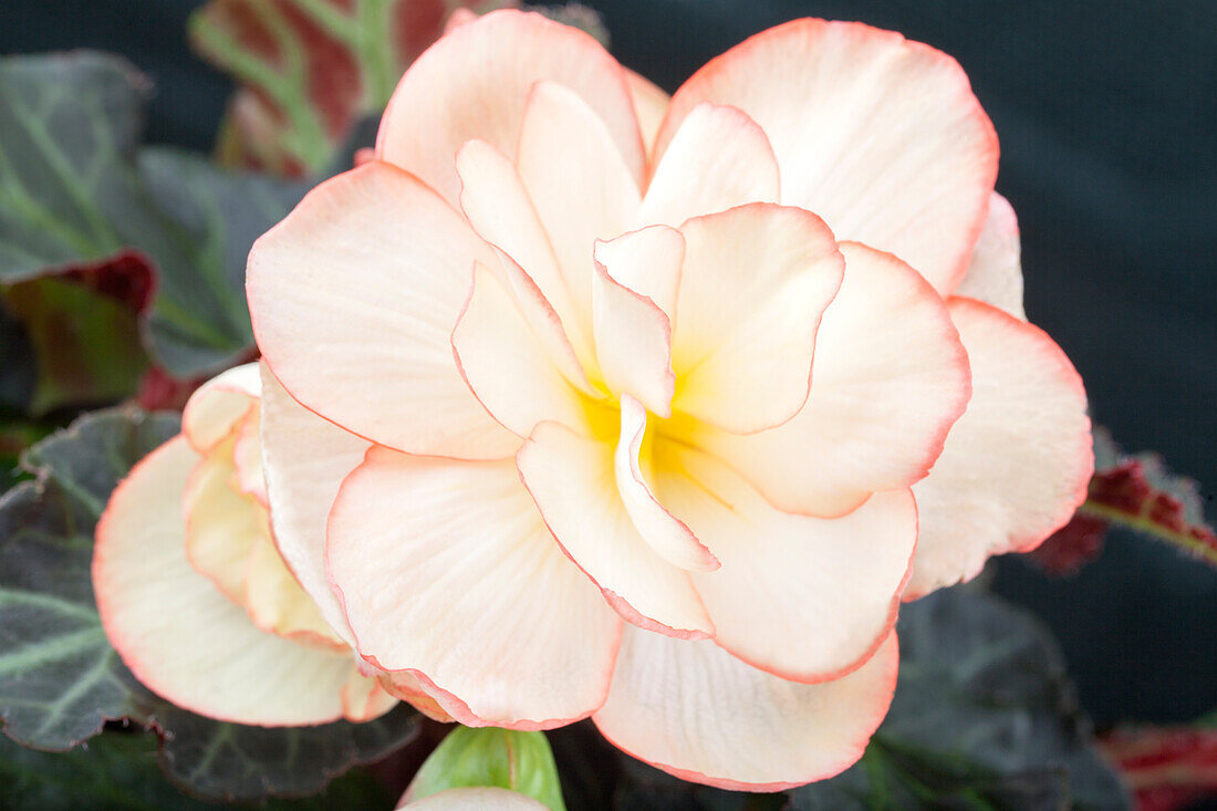 Begonia