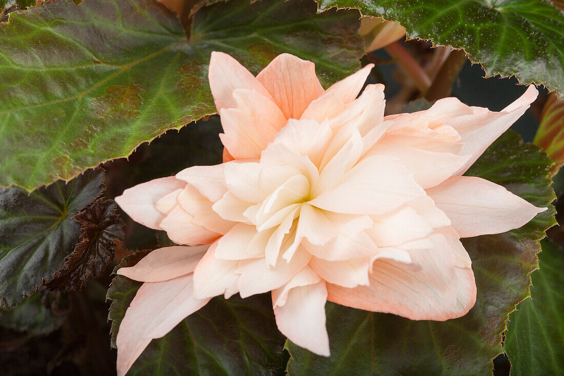 Begonia