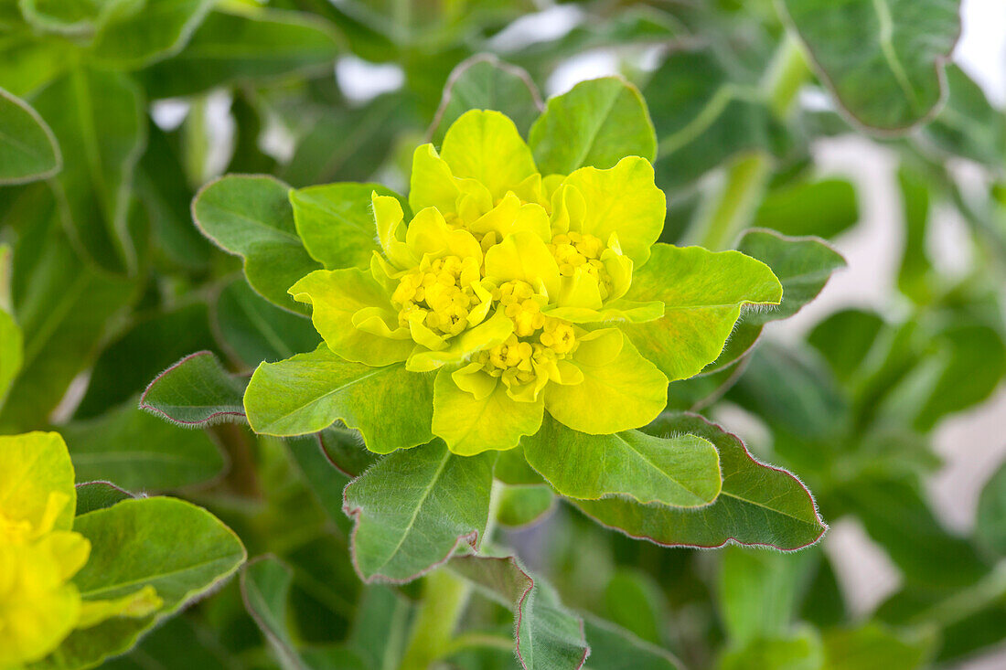 Euphorbia polychroma, yellow