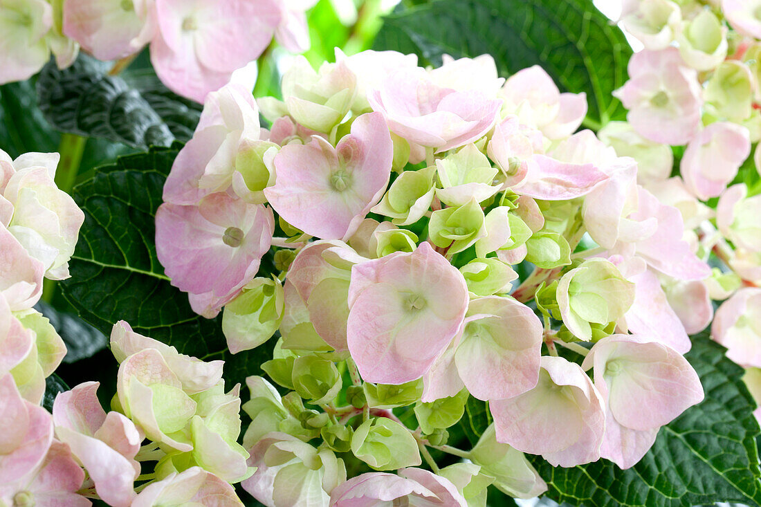 Hydrangea macrophylla, rosa