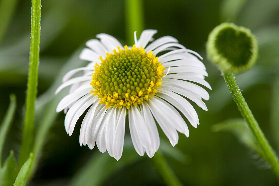 Erigeron karvinskianus