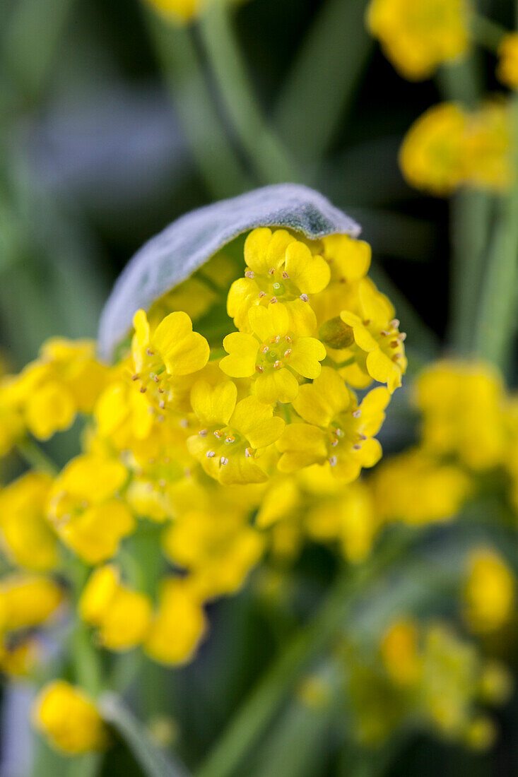 Aurinia saxatilis