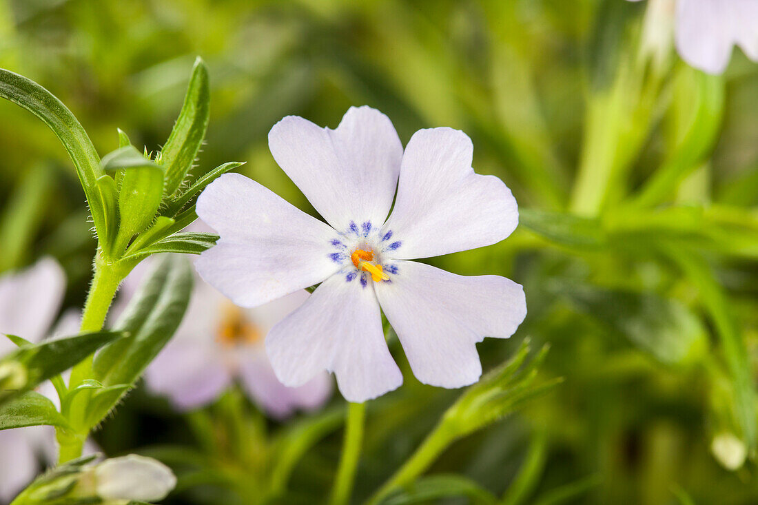 Phlox subulata 'Emerald Cushion Blue'