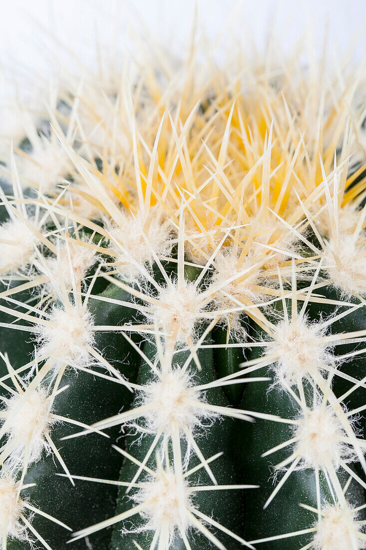 Echinocactus grusonii