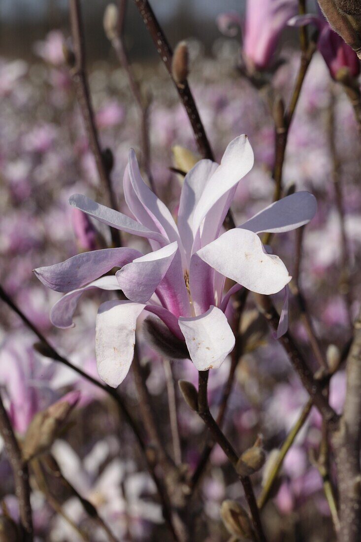 Magnolia stellata 'Susan'