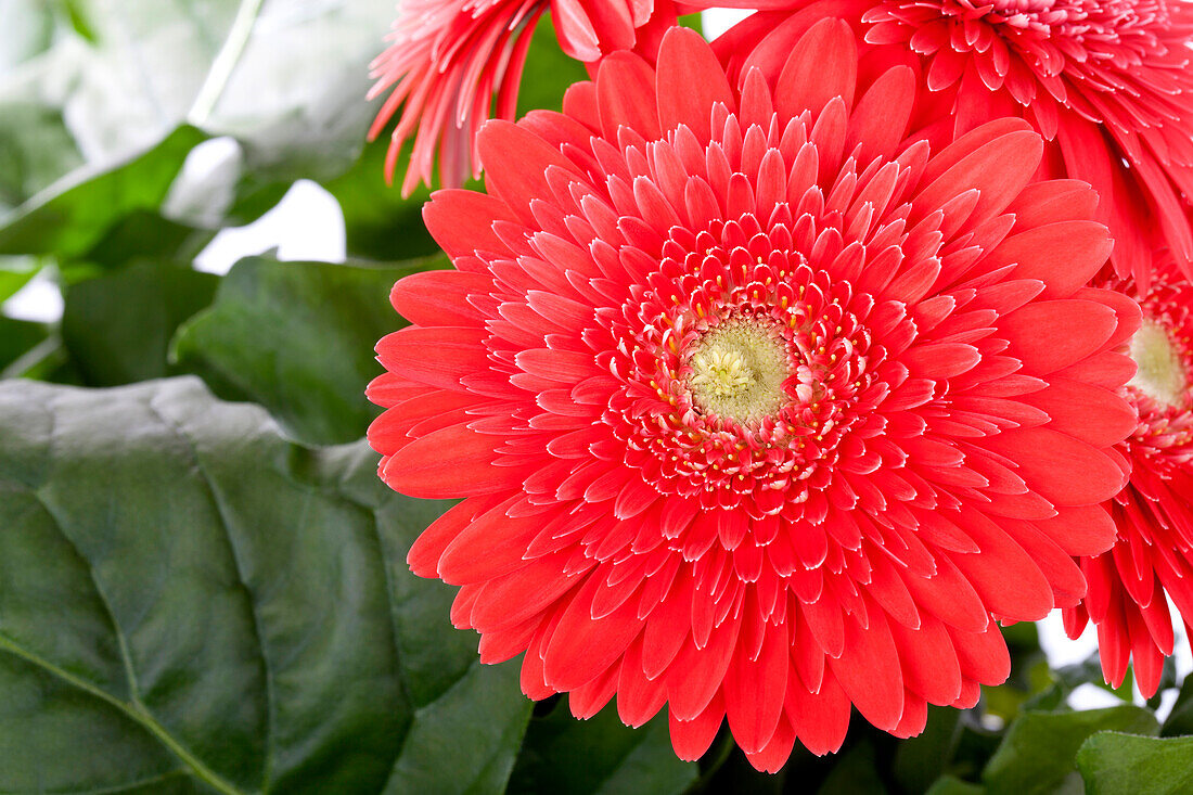 Gerbera 'Durora'