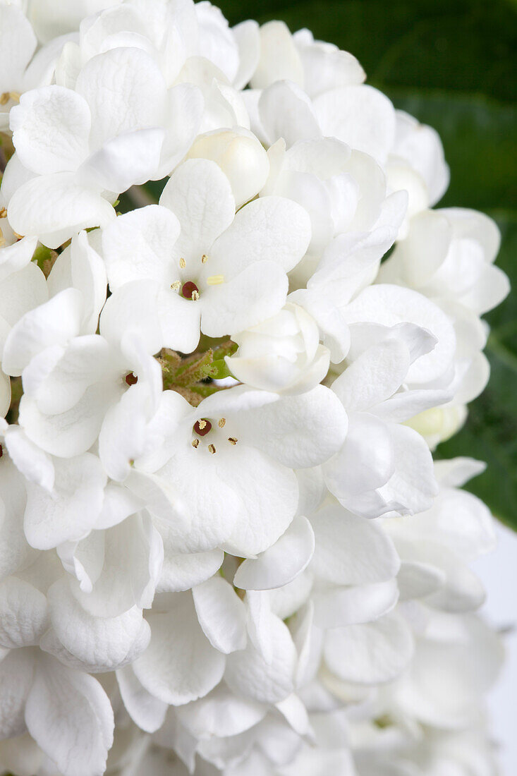 Viburnum 'Eskimo'