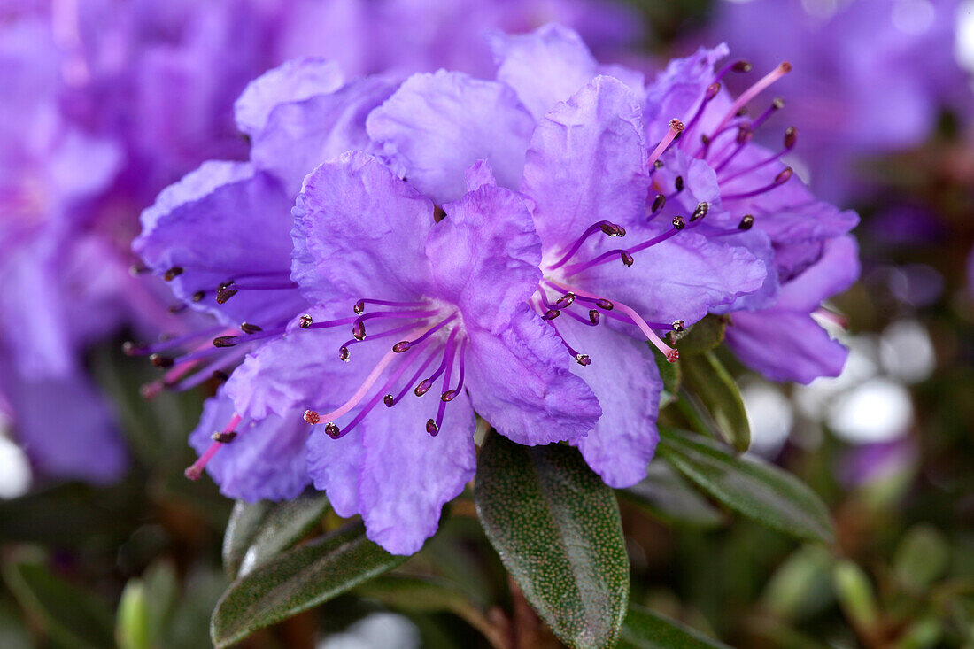 Rhododendron impeditum 'Saint Merryn'