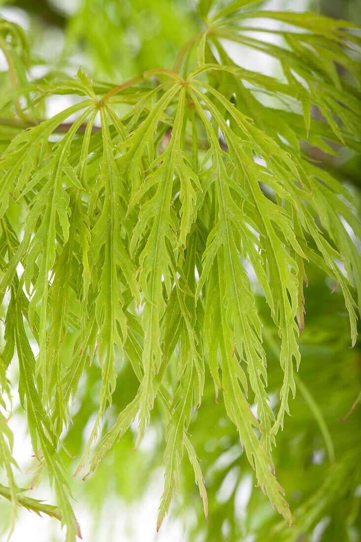 Acer palmatum Dissectum