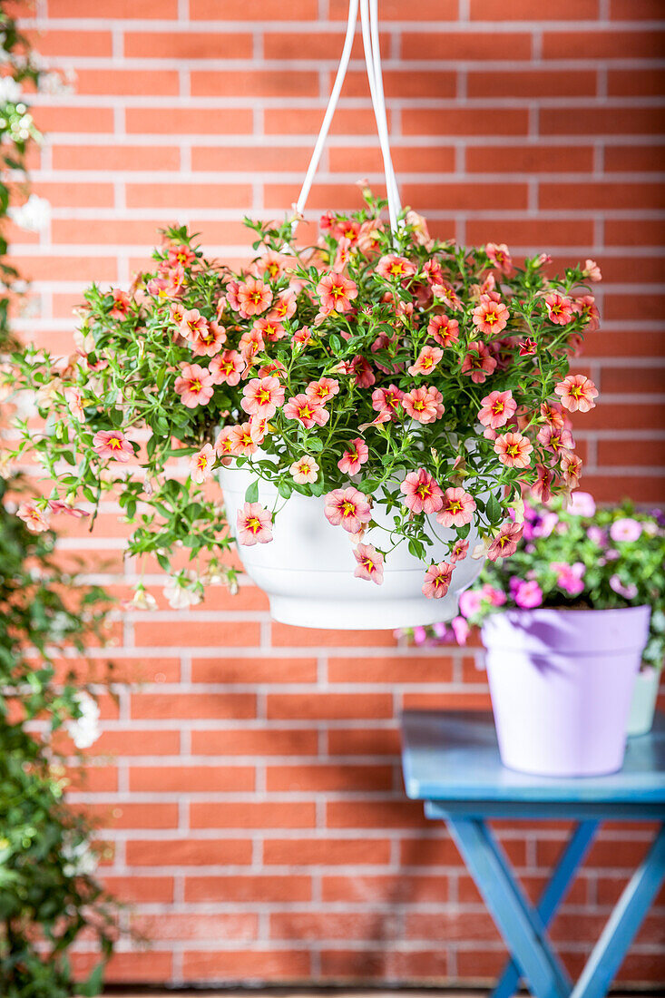 Calibrachoa