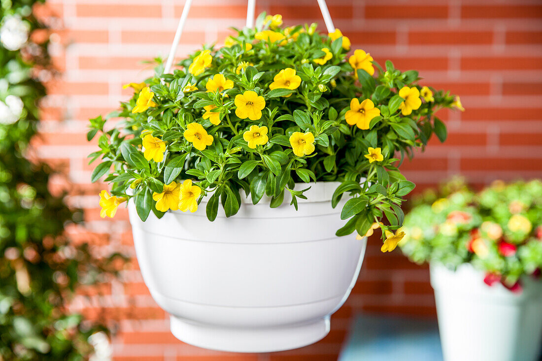 Calibrachoa