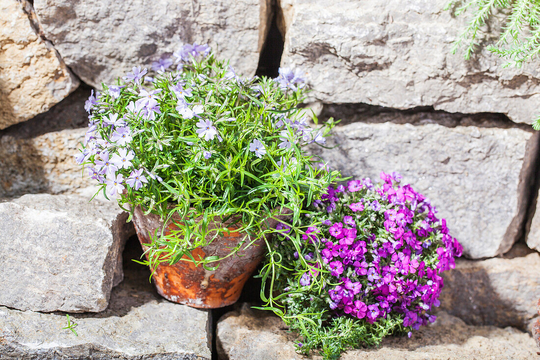 Phlox subulata