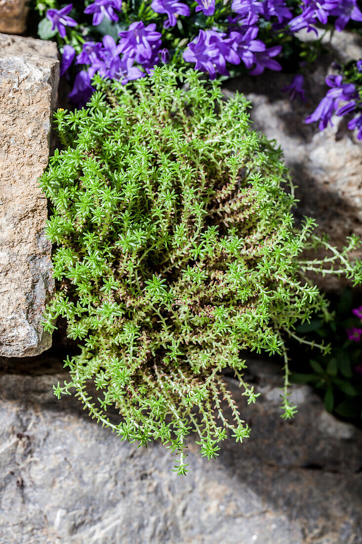 Sedum sarmentosum