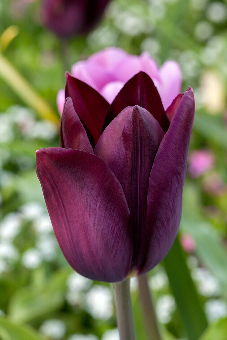 Tulipa 'Havran'