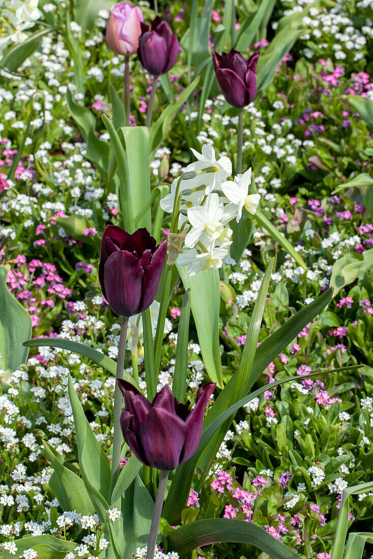 Tulipa 'Havran