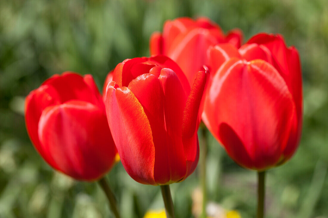 Tulipa 