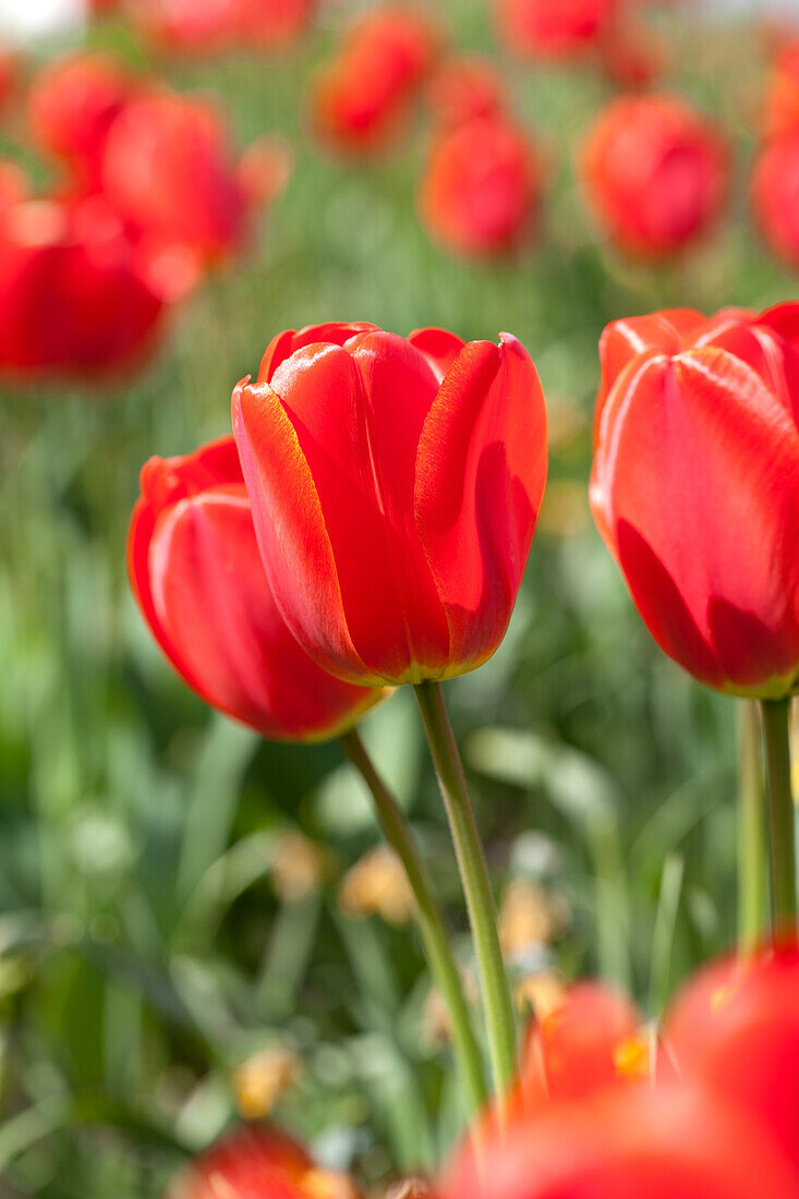 Tulipa