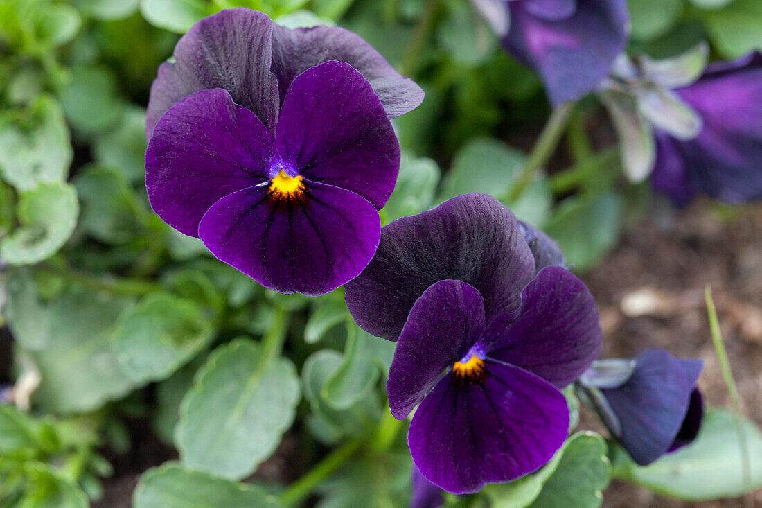 Viola cornuta 'Twix Black