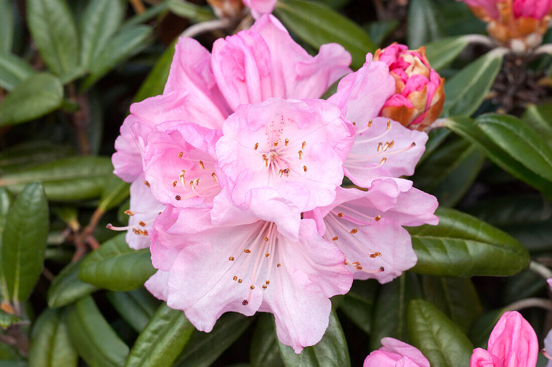 Rhododendron yakushimanum x recurvoides