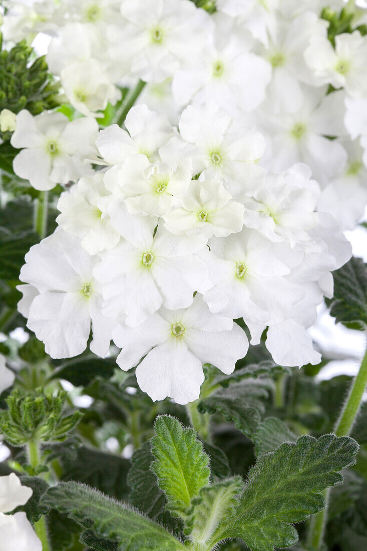 Verbena