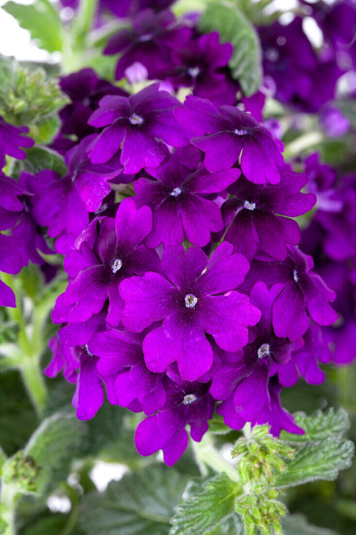 Verbena