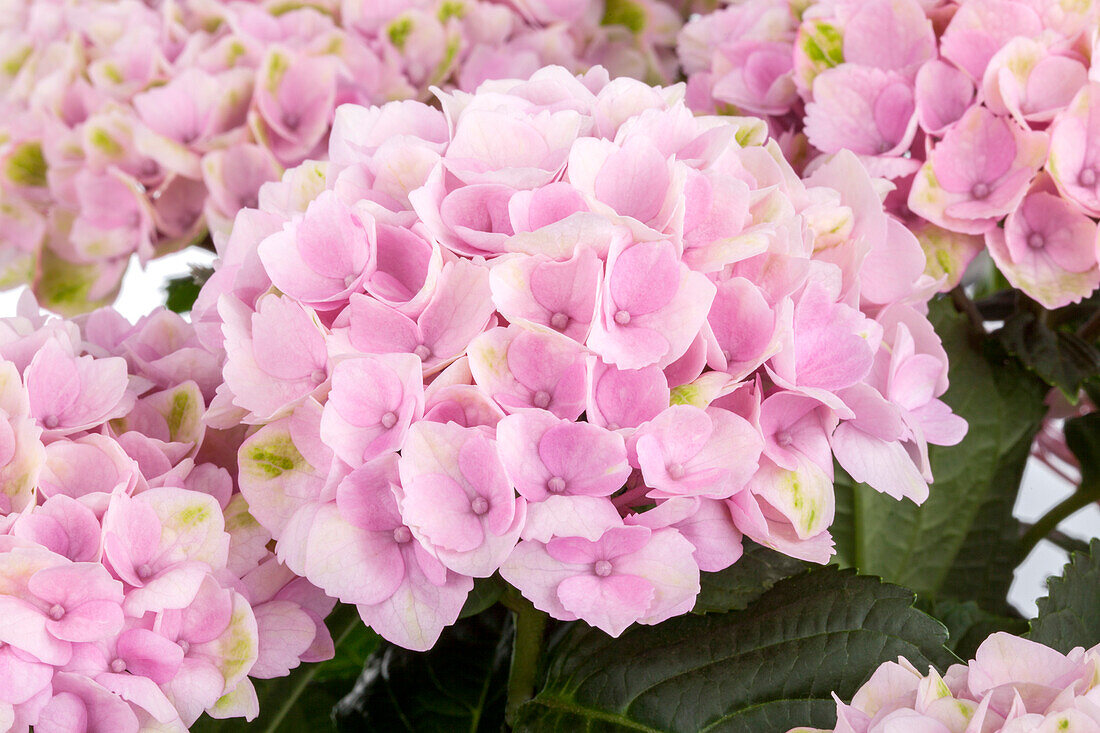 Hydrangea macrophylla, pink