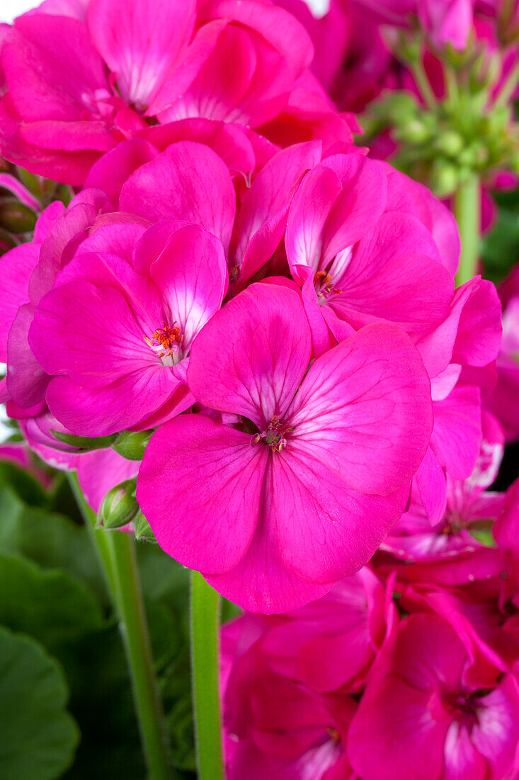 Pelargonium zonale