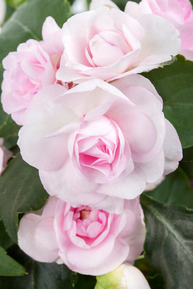 Impatiens walleriana, rosa