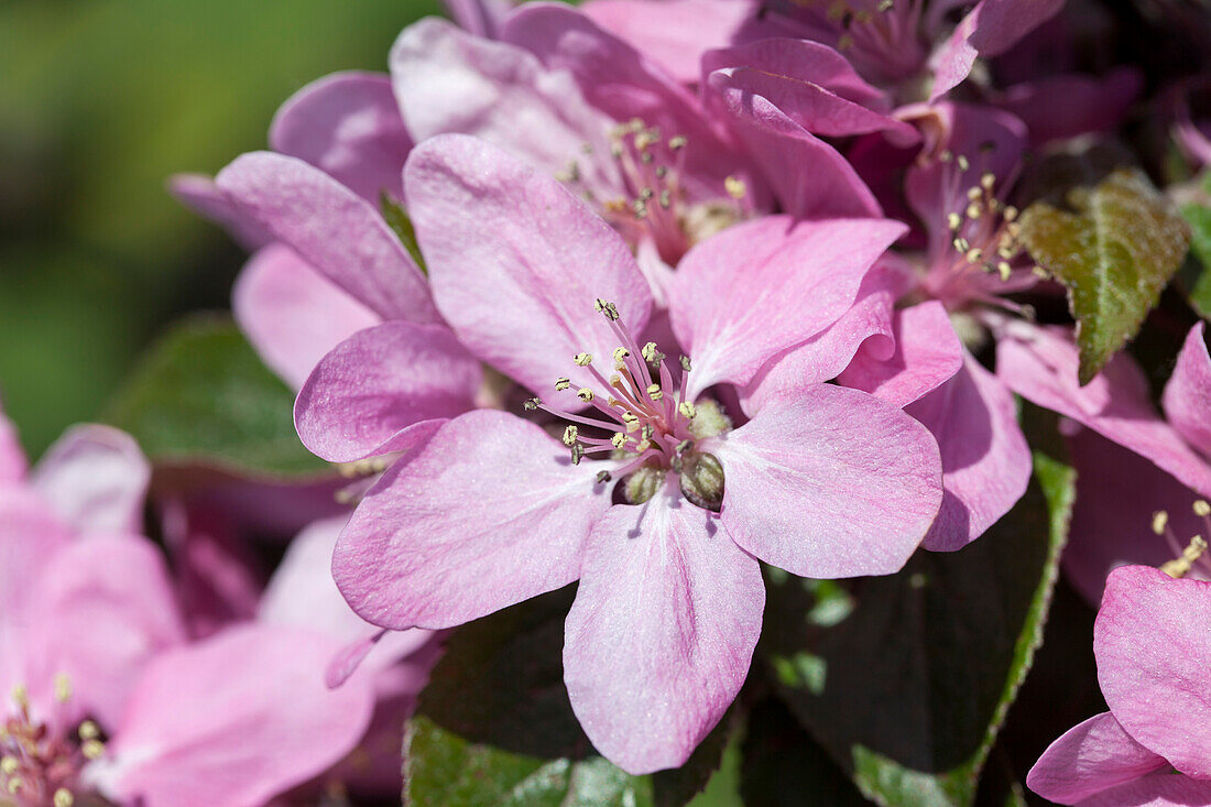 Malus domestica