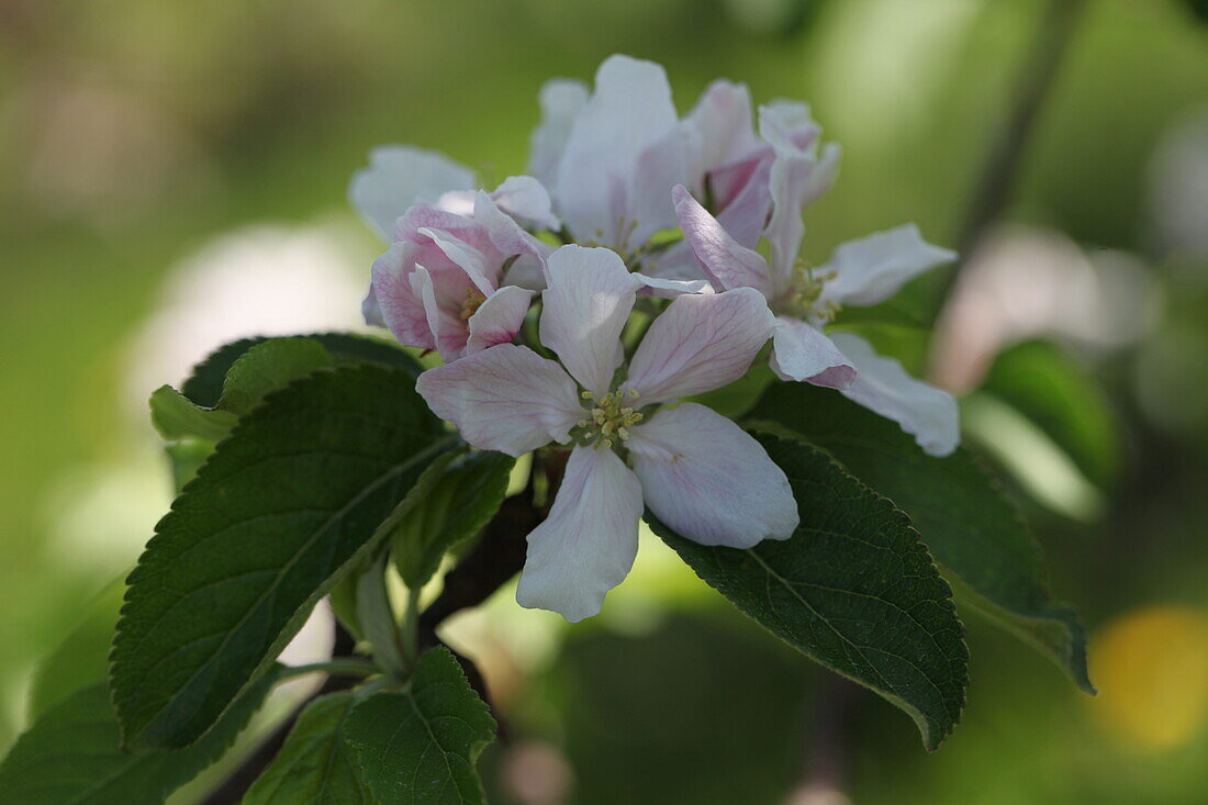 Malus domestica