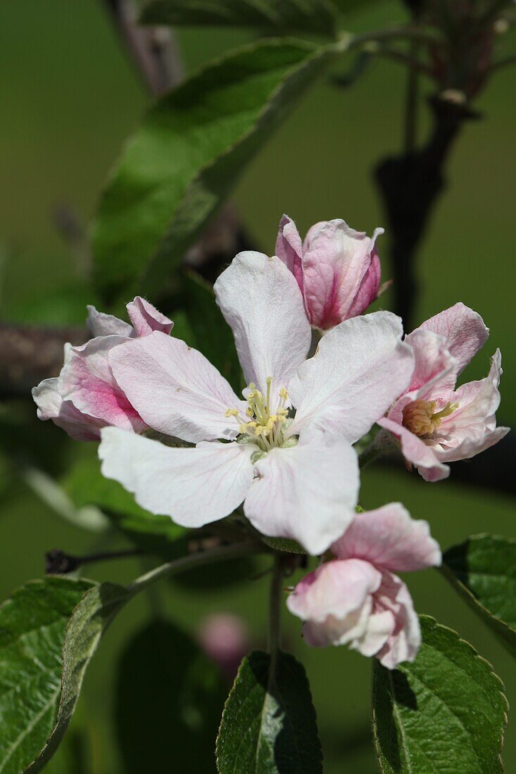 Malus domestica 'Elstar'