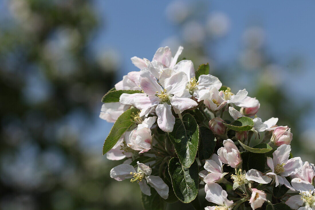 Malus domestica Red Jonaprince