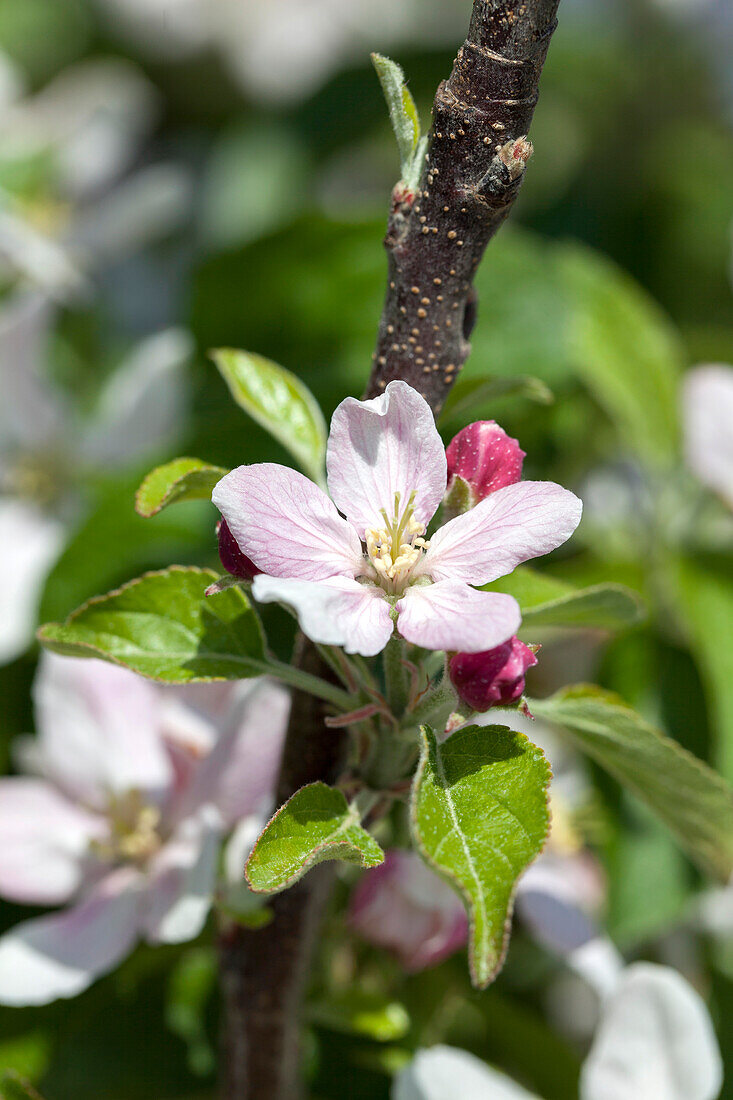 Malus domestica