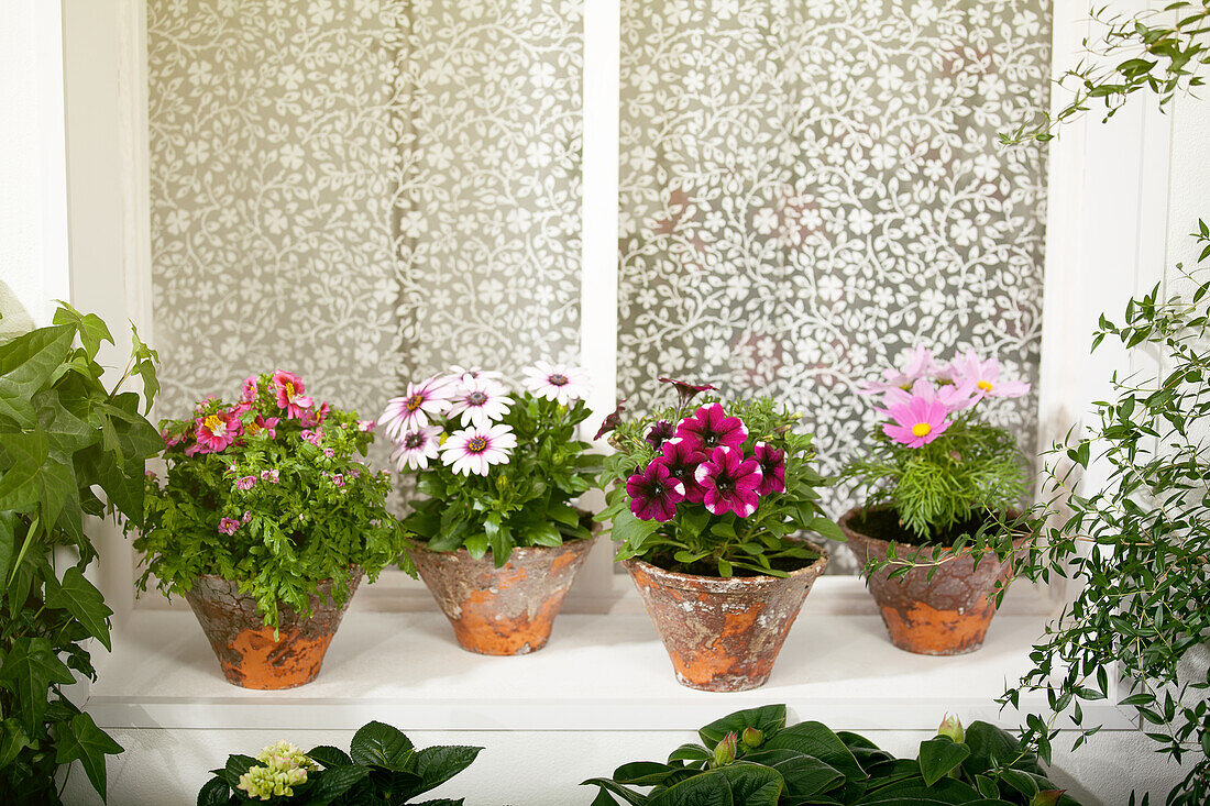 Balcony mix (Schizanthus, Osteospermum, Petunia, Cosmos)