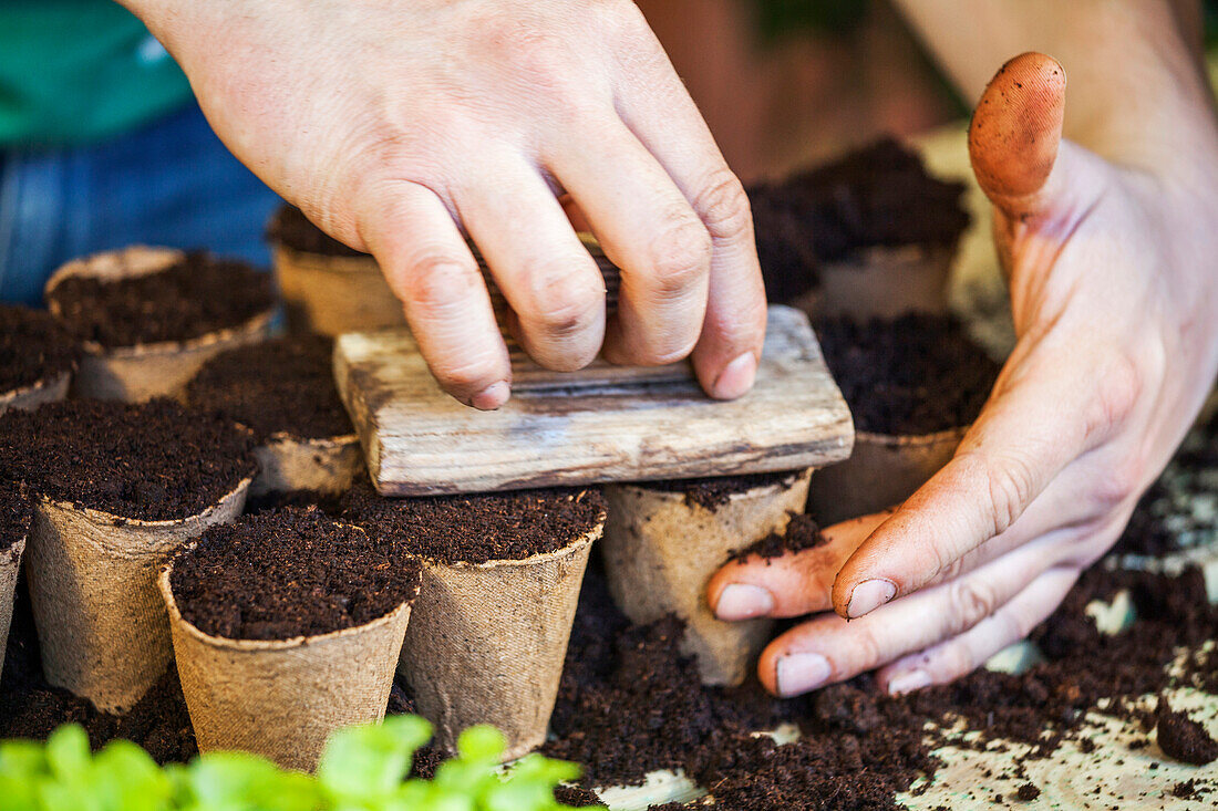 Lactuca sativa var. crispa 'Lollo bionda'