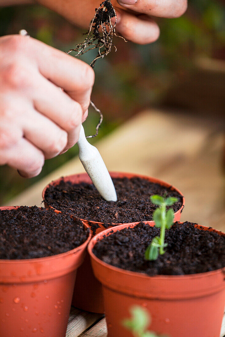 Pisum sativum 'Lancet'