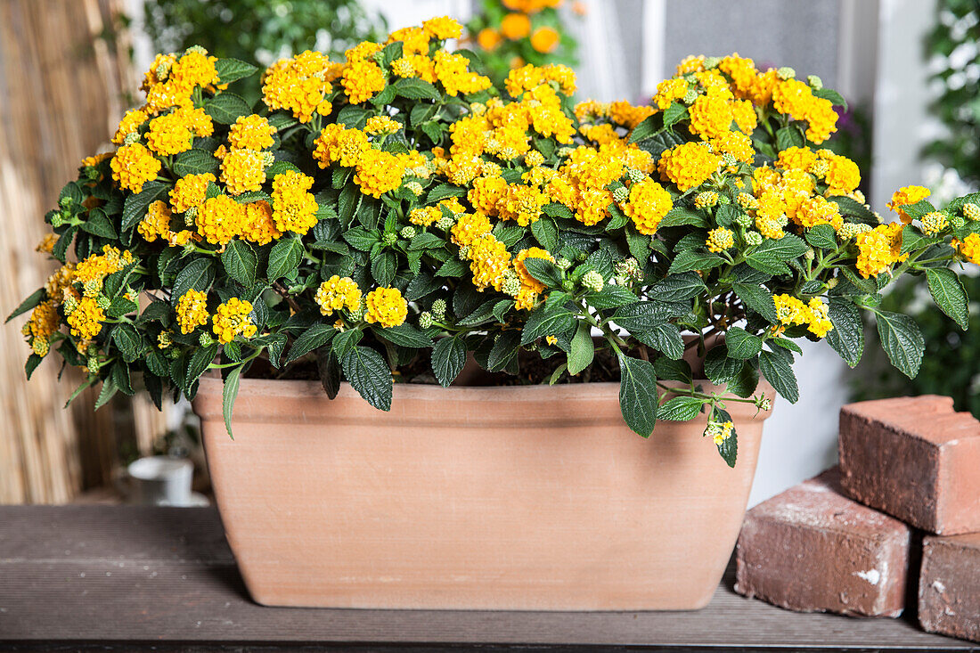 Lantana camara, gelb