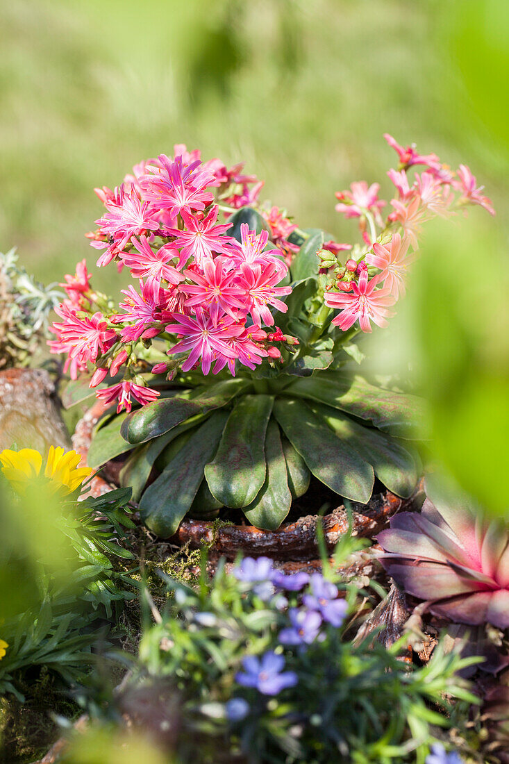 Lewisia cotyledon