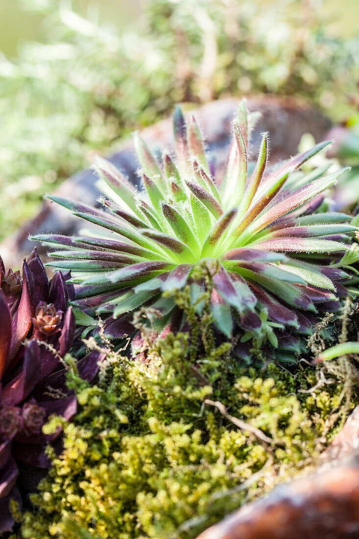 Sempervivum