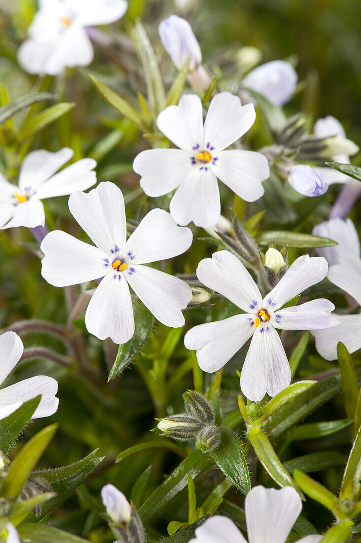 Phlox subulata 'Early Spring Lavander'