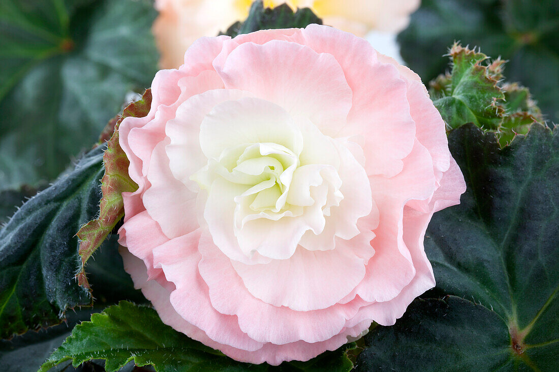 Begonia