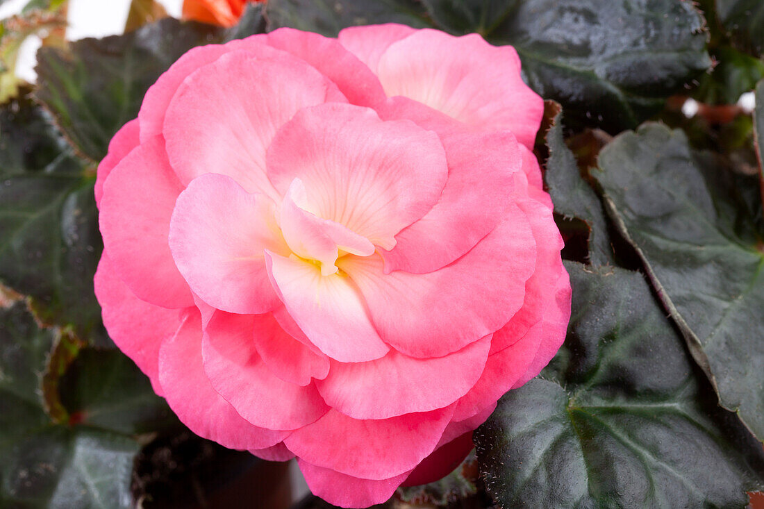 Begonia