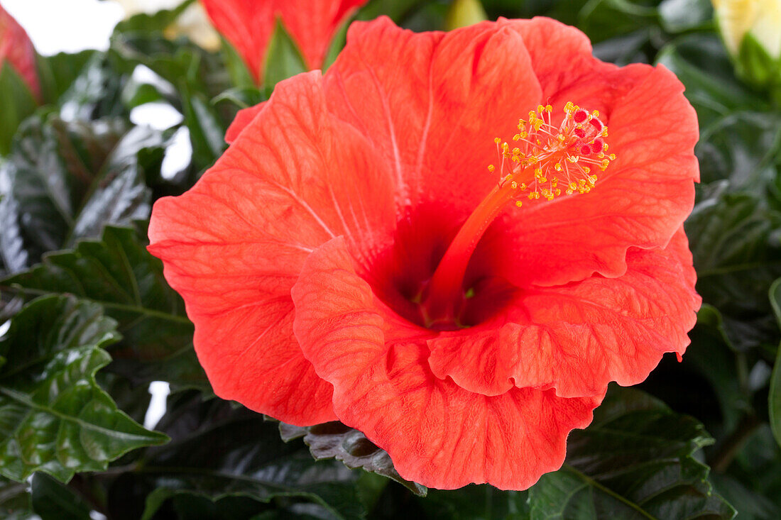 Hibiscus rosa-sinensis